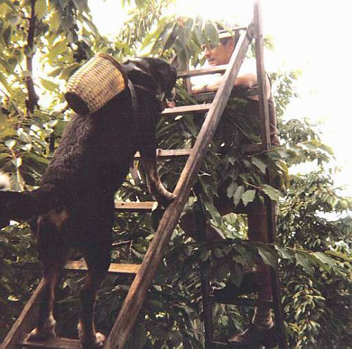 Nearco am Kirschen pflücken