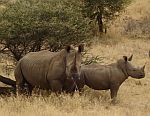 Breitmaulnashorn Matterhorn