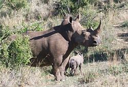 Mamma und Sohn